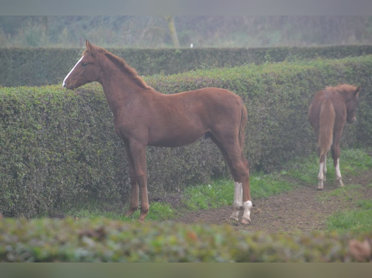 Hanoverian Stallion Foal (05/2024) Chestnut in Moers