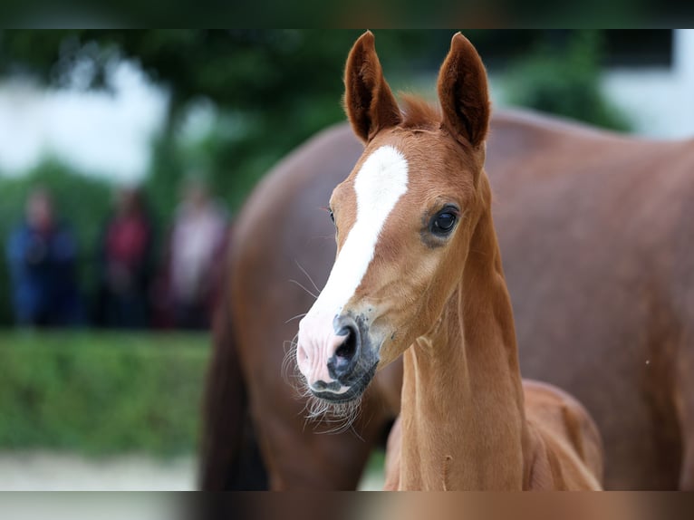 Hanoverian Stallion Foal (05/2024) Chestnut in Moers