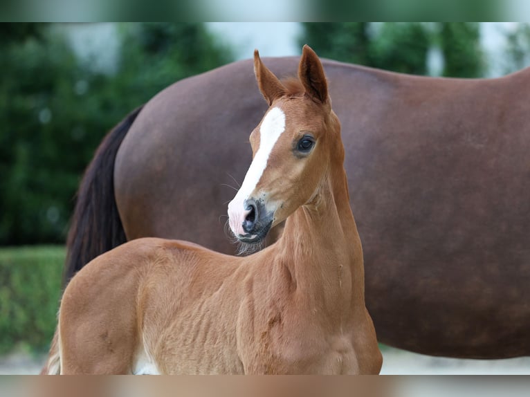 Hanoverian Stallion Foal (05/2024) Chestnut in Moers