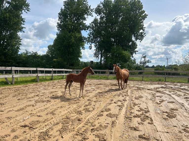 Hanoverian Stallion  Chestnut in Neuenkirchen