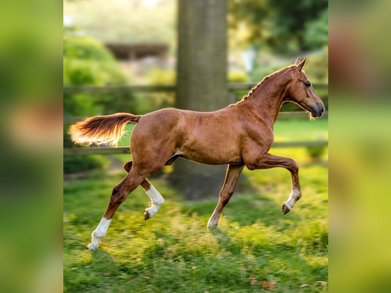 Hanoverian Stallion Foal (03/2026) Chestnut in Oldendorf