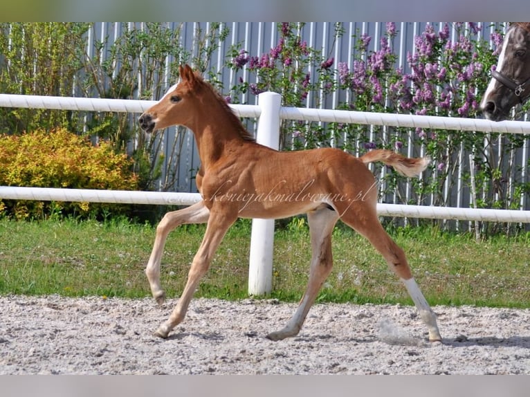 Hanoverian Stallion  Chestnut in Pilchowo