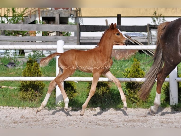 Hanoverian Stallion  Chestnut in Pilchowo