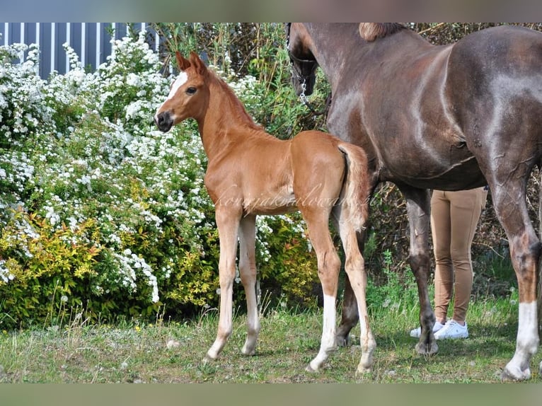Hanoverian Stallion  Chestnut in Pilchowo