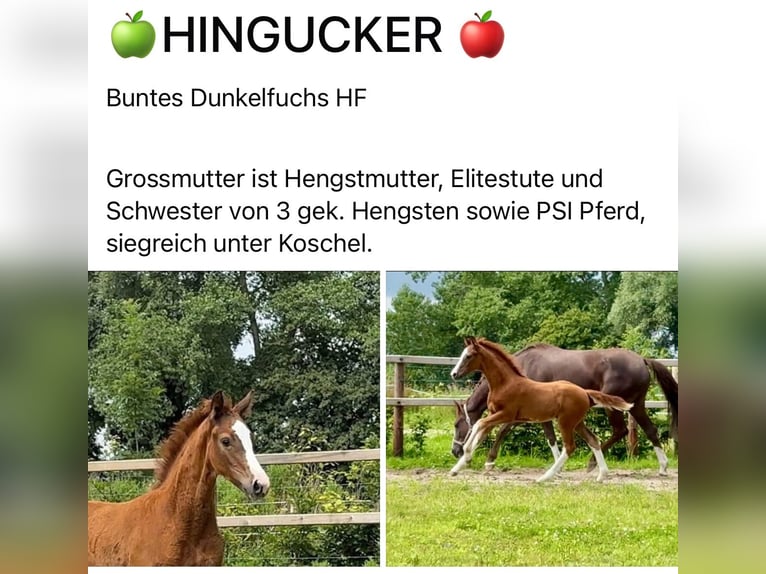 Hanoverian Stallion Foal (04/2025) Chestnut in Münster Hanoverian Stallion Foal (04/2025) Chestnut in Münster