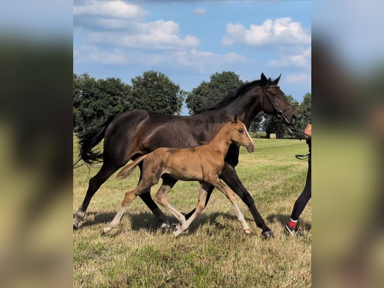 Hanoverian Stallion Foal (06/2025) Chestnut in Gro&#xDF;enkneten