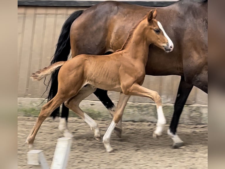 Hanoverian Stallion Foal (06/2024) Chestnut in Stadthagen