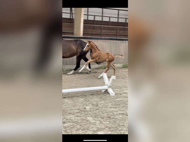 Hanoverian Stallion Foal (06/2024) Chestnut in Stadthagen