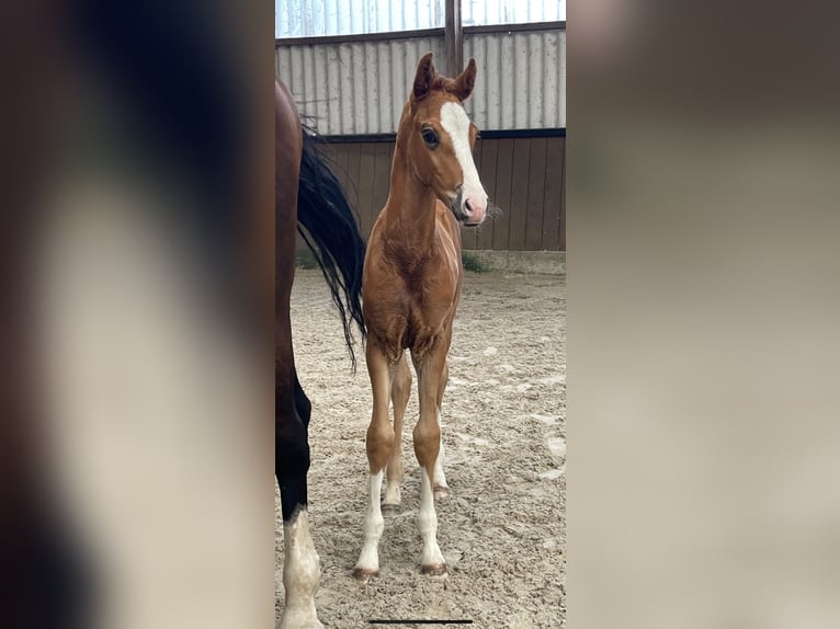 Hanoverian Stallion Foal (06/2024) Chestnut in Stadthagen