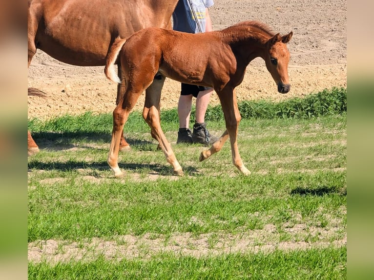Hanoverian Stallion  Chestnut in Südbrookmerland Victorbur