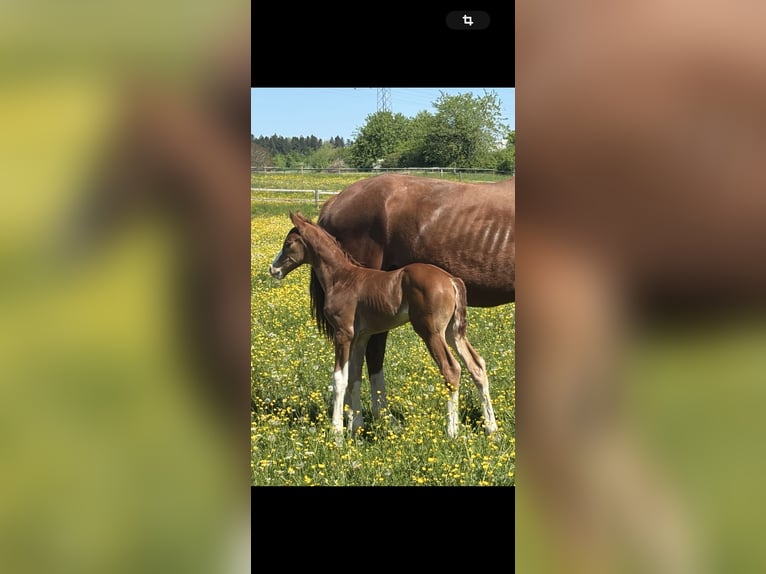 Hanoverian Stallion Foal (05/2025) Chestnut-Red in Balingen