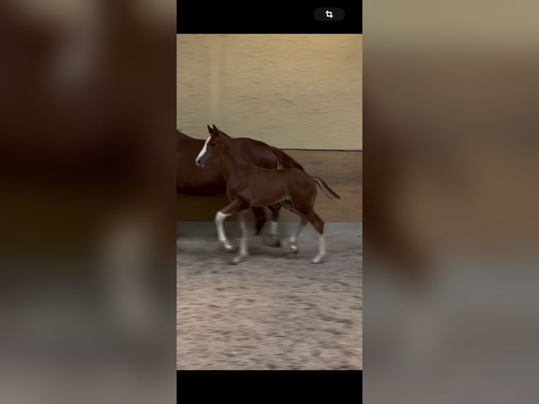 Hanoverian Stallion Foal (05/2025) Chestnut-Red in Balingen