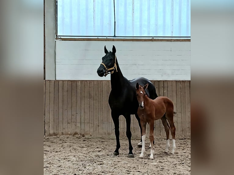 Hanoverian Stallion  Chestnut-Red in Barenburg