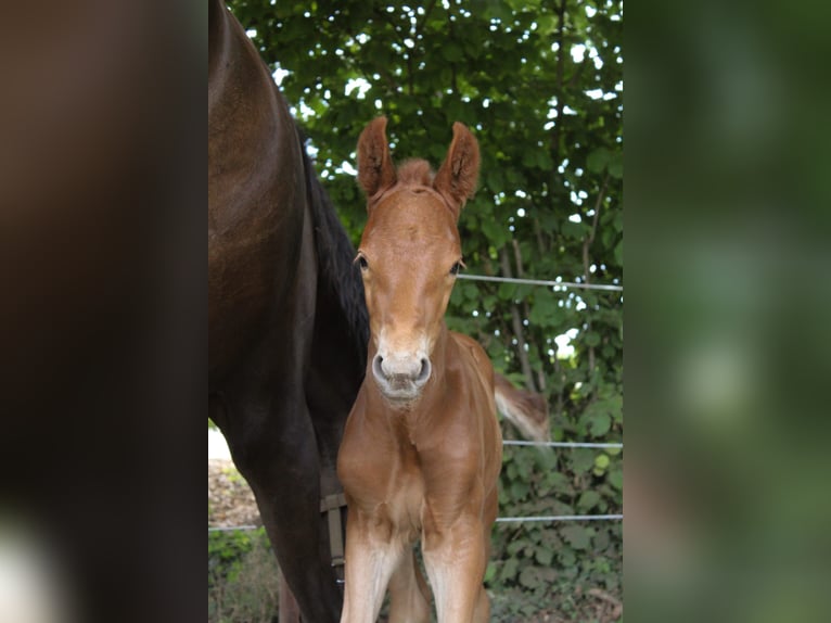 Hanoverian Stallion  Chestnut-Red in Hamersen
