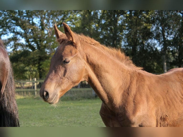 Hanoverian Stallion Foal (06/2025) Chestnut-Red in Hamersen Hanoverian Stallion Foal (06/2025) Chestnut-Red in Hamersen