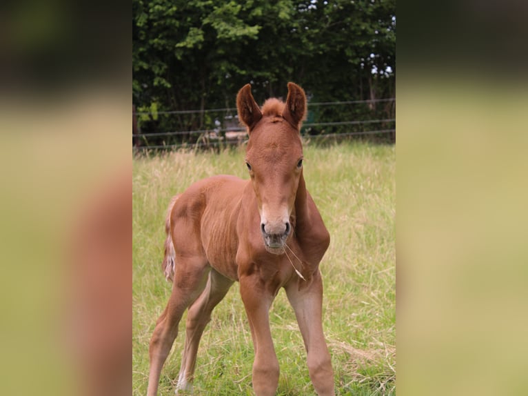 Hanoverian Stallion  Chestnut-Red in Hamersen