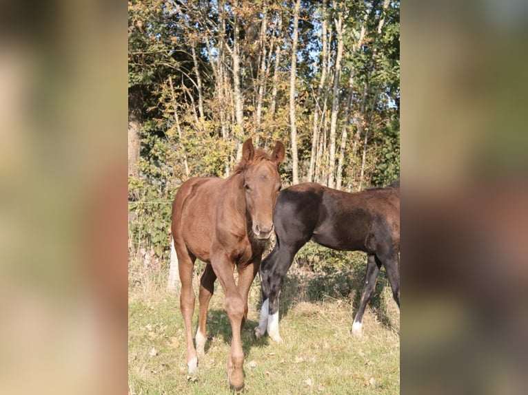 Hanoverian Stallion Foal (06/2025) Chestnut-Red in Hamersen Hanoverian Stallion Foal (06/2025) Chestnut-Red in Hamersen
