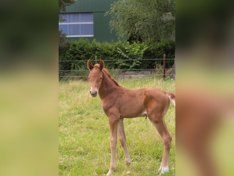 Hanoverian Stallion  Chestnut-Red in Hamersen