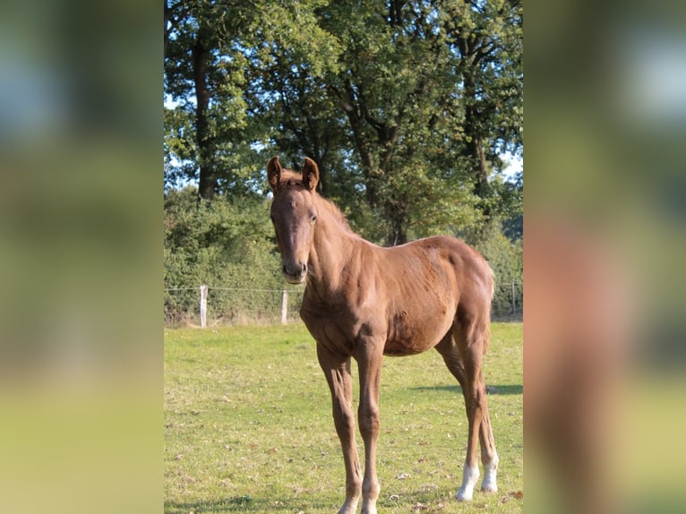 Hanoverian Stallion Foal (06/2025) Chestnut-Red in Hamersen Hanoverian Stallion Foal (06/2025) Chestnut-Red in Hamersen