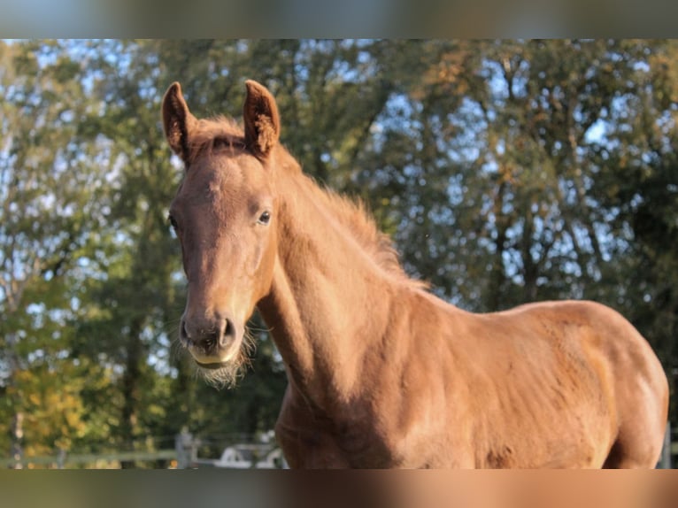 Hanoverian Stallion Foal (06/2025) Chestnut-Red in Hamersen Hanoverian Stallion Foal (06/2025) Chestnut-Red in Hamersen