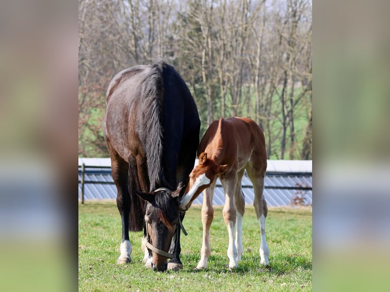 Hanoverian Stallion Foal (02/2026) Chestnut-Red in Bruchhausen-Vilsen