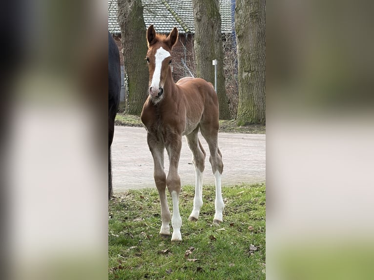 Hanoverian Stallion Foal (02/2026) Chestnut-Red in Bruchhausen-Vilsen