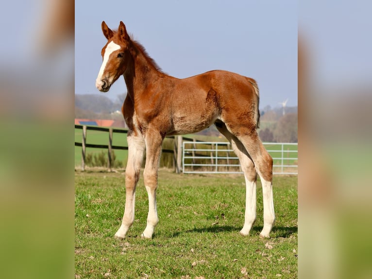 Hanoverian Stallion Foal (02/2026) Chestnut-Red in Bruchhausen-Vilsen