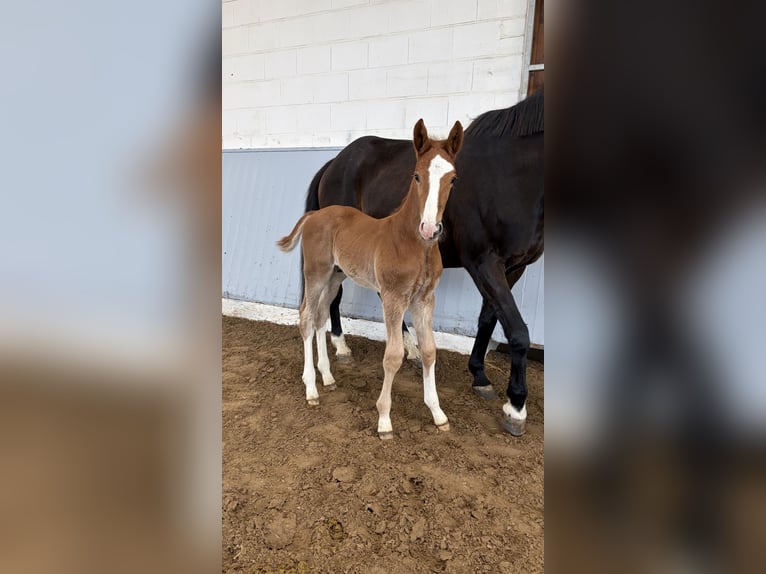 Hanoverian Stallion Foal (02/2026) Chestnut-Red in Bruchhausen-Vilsen