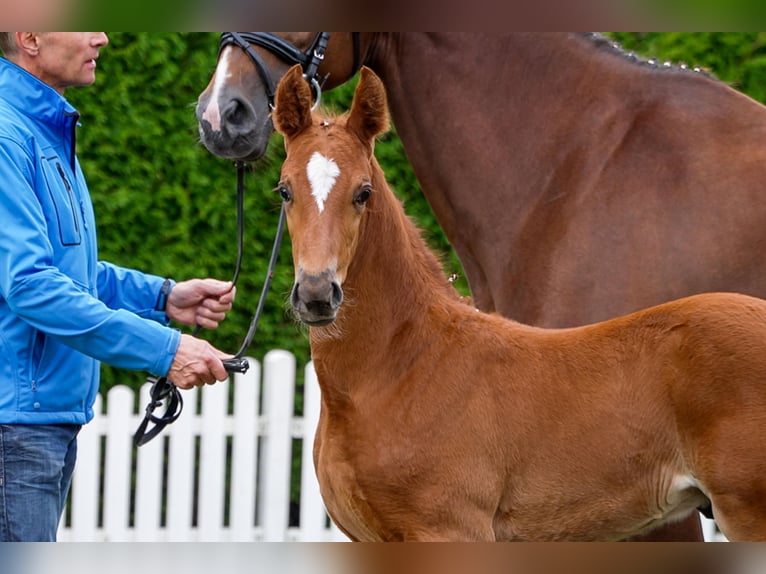 Hanoverian Stallion  Chestnut-Red in Celle