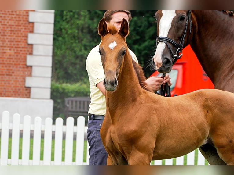 Hanoverian Stallion  Chestnut-Red in Celle