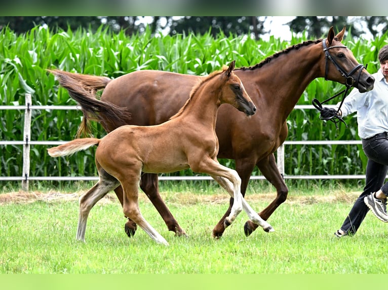 Hanoverian Stallion  Chestnut-Red in Celle