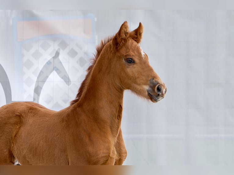 Hanoverian Stallion  Chestnut-Red in Celle