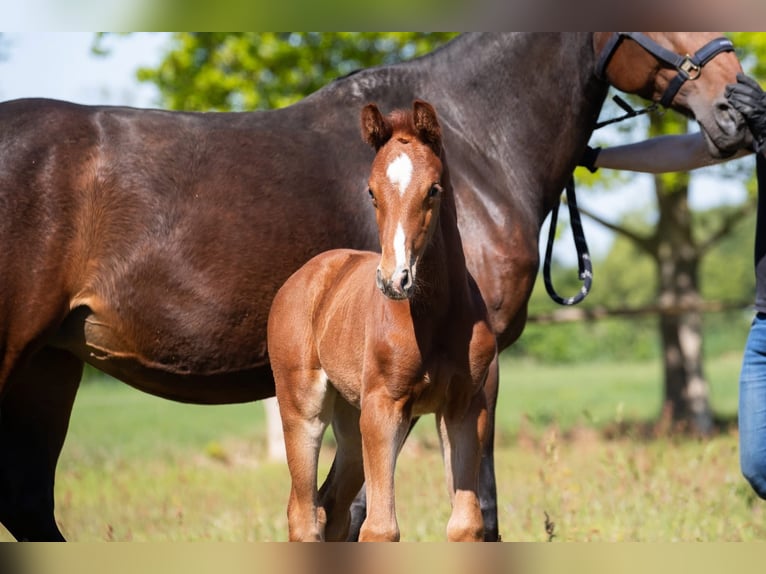 Hanoverian Stallion  Chestnut-Red in Cuxhaven