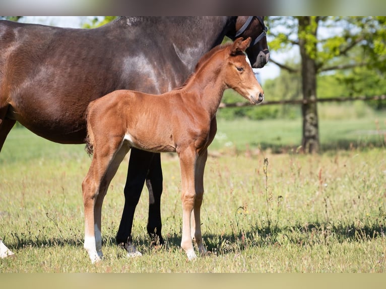 Hanoverian Stallion  Chestnut-Red in Cuxhaven