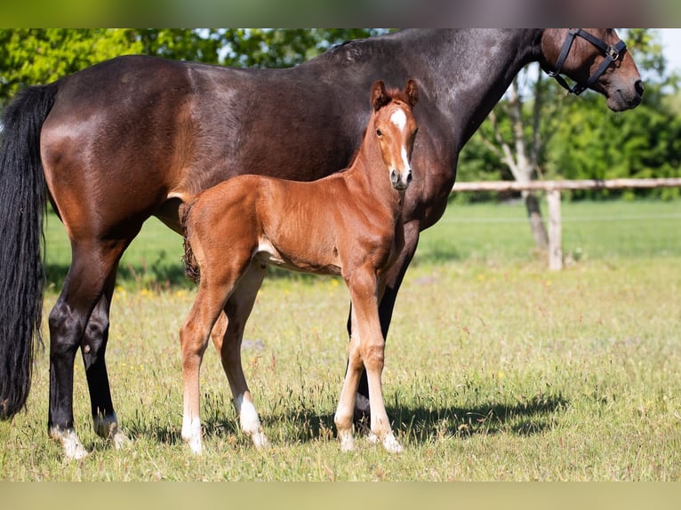 Hanoverian Stallion  Chestnut-Red in Cuxhaven