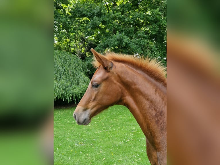 Hanoverian Stallion  Chestnut-Red in Cuxhaven