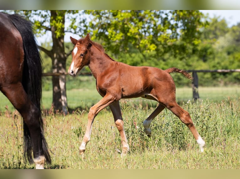 Hanoverian Stallion  Chestnut-Red in Cuxhaven