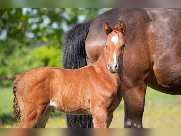 Hanoverian Stallion  Chestnut-Red in Cuxhaven