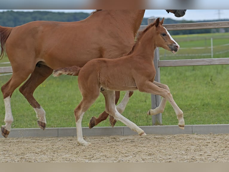 Hanoverian Stallion  Chestnut-Red in Ettringen