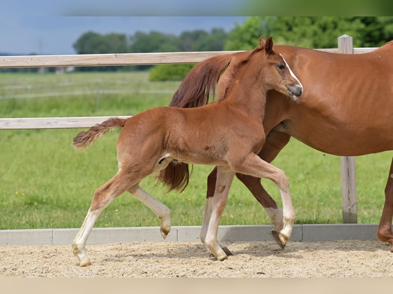 Hanoverian Stallion  Chestnut-Red in Ettringen