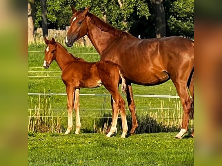 Hanoverian Stallion Foal (04/2025) Chestnut-Red in Gro&#xDF;heide