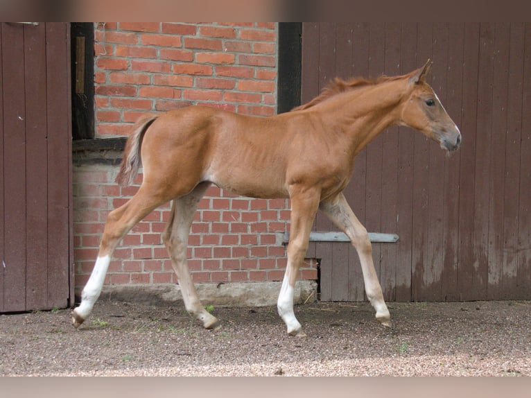 Hanoverian Stallion Foal (05/2024) Chestnut-Red in Petershagen