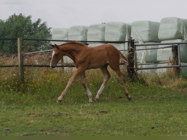 Hanoverian Stallion Foal (05/2024) Chestnut-Red in Petershagen