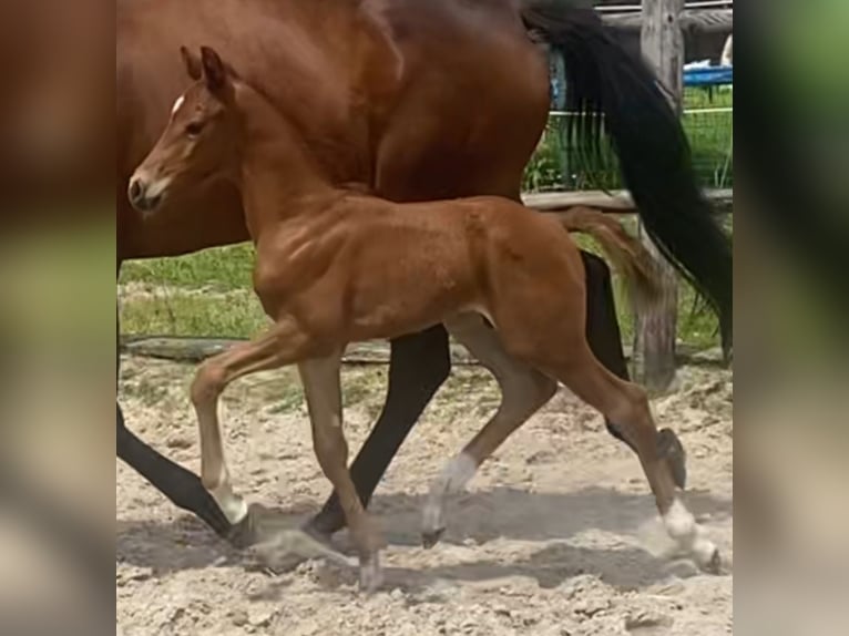 Hanoverian Stallion Foal (06/2024) Chestnut-Red in Freren