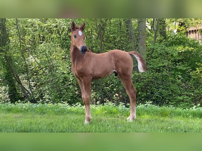 Hanoverian Stallion Foal (03/2024) Chestnut-Red in Gersten