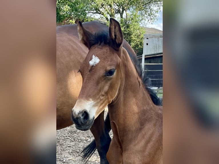 Hanoverian Stallion Foal (04/2025) Chestnut-Red in G&#xF6;denstorf
