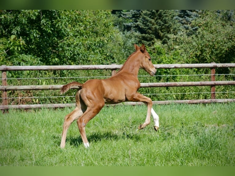 Hanoverian Stallion Foal (06/2024) Chestnut-Red in Kettig