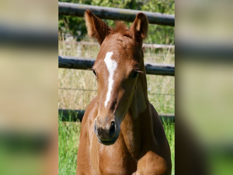 Hanoverian Stallion Foal (06/2024) Chestnut-Red in Kettig