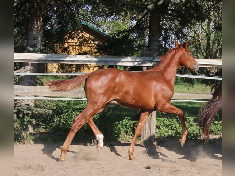 Hanoverian Stallion Foal (03/2024) Chestnut-Red in Kremmen