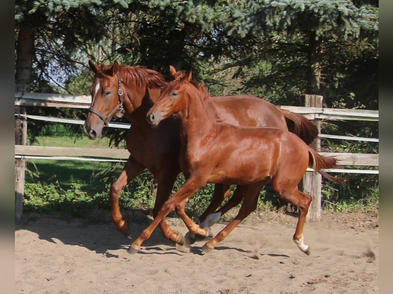 Hanoverian Stallion Foal (03/2024) Chestnut-Red in Kremmen